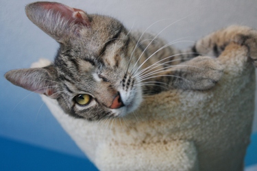 [picture of One-eyed Jack, a Domestic Short Hair tabby cat]
