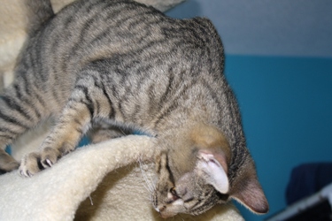 [picture of One-eyed Jack, a Domestic Short Hair tabby cat]