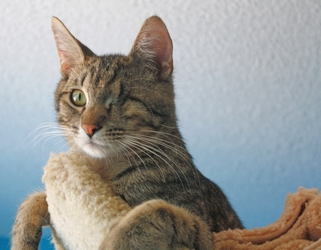 [picture of One-eyed Jack, a Domestic Short Hair tabby cat]