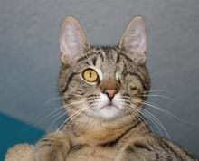 [picture of One-eyed Jack, a Domestic Short Hair tabby\ cat] 