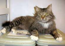 [another picture of Tigger, a Maine Coon-x tabby\ cat] 