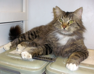 [picture of Tigger, a Maine Coon-x tabby cat]