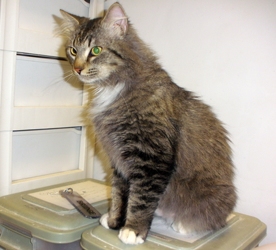 [picture of Tigger, a Maine Coon-x tabby cat]