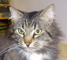 [picture of Tigger, a Maine Coon-x tabby\ cat] 