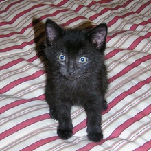 [another picture of Rowdy, a Domestic Short Hair black\ cat] 