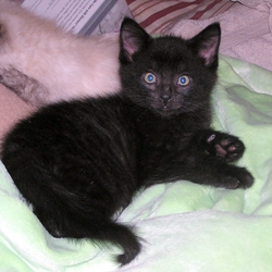 [picture of Rowdy, a Domestic Short Hair black cat]