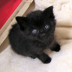 [picture of Rowdy, a Domestic Short Hair black cat]