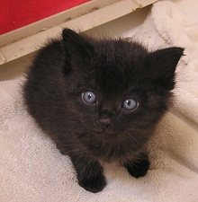 [picture of Rowdy, a Domestic Short Hair black\ cat] 