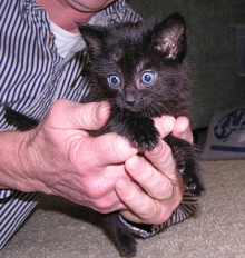 [another picture of Bender FKA Stumpy, a Domestic Short Hair black\ cat] 