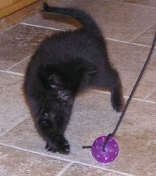 [picture of Bender FKA Stumpy, a Domestic Short Hair black cat]