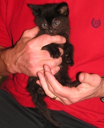 [picture of Bender FKA Stumpy, a Domestic Short Hair black cat]