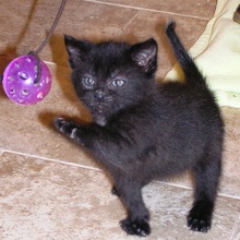 [picture of Bender FKA Stumpy, a Domestic Short Hair black\ cat] 