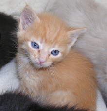 [another picture of Scamper, a Domestic Short Hair orange\ cat] 