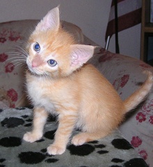 [picture of Scamper, a Domestic Short Hair orange\ cat] 