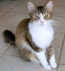 [another picture of Fluffy AKA Mimi, a Domestic Long Hair tabby/white\ cat] 