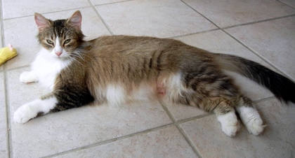 [picture of Fluffy AKA Mimi, a Domestic Long Hair tabby/white cat]