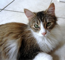 [picture of Fluffy AKA Mimi, a Domestic Long Hair tabby/white\ cat] 