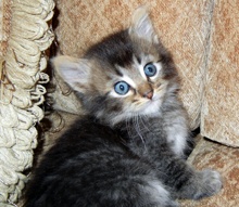 [another picture of Smokey AKA Miko, a Domestic Long Hair dark tabby\ cat] 