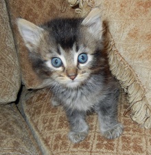 [picture of Smokey AKA Miko, a Domestic Long Hair dark tabby\ cat] 