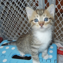 [picture of Thor AKA Bimo, a Domestic Medium Hair tabby cat]