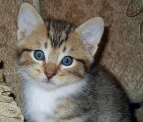 [picture of Thor AKA Bimo, a Domestic Medium Hair tabby cat]