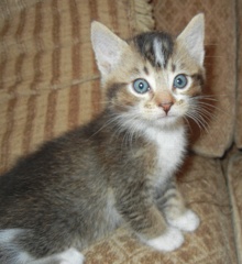 [picture of Clyde AKA Soos, a Domestic Short Hair tabby/white\ cat] 