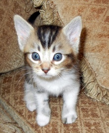 [another picture of Bonnie AKA Juno, a Domestic Short Hair tabby/white\ cat] 