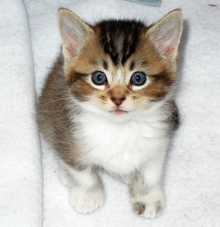 [picture of Bonnie AKA Juno, a Domestic Short Hair tabby/white\ cat] 