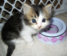 [picture of Ma-ti, a Domestic Long Hair black/white\ cat] 