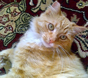 Adopted Ns04559 Kako Fka Shamrock