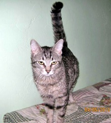 [another picture of Russell, a Domestic Short Hair brown tabby\ cat] 