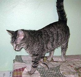 [picture of Russell, a Domestic Short Hair brown tabby cat]