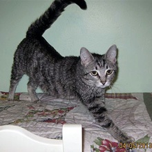 [picture of Russell, a Domestic Short Hair brown tabby\ cat] 