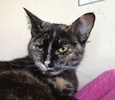 A picture of #NS04573: Anita a Domestic Short Hair tortoiseshell