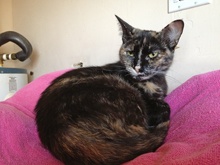 [another picture of Anita, a Domestic Short Hair tortoiseshell\ cat] 