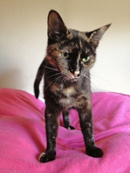 [picture of Anita, a Domestic Short Hair tortoiseshell cat]