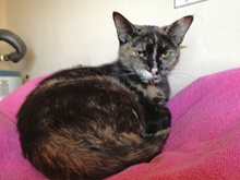 [picture of Anita, a Domestic Short Hair tortoiseshell\ cat] 