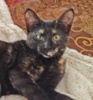 A picture of #NS04574: Smokey a Domestic Short Hair tortoiseshell