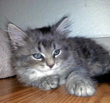 [another picture of Del, a Domestic Medium Hair tabby\ cat] 