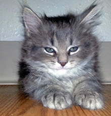 [picture of Del, a Domestic Medium Hair tabby\ cat] 