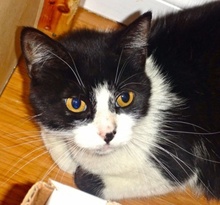 [another picture of Dori, a Domestic Short Hair black/white\ cat] 