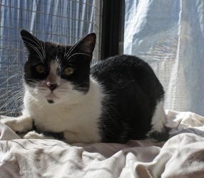 [picture of Dori, a Domestic Short Hair black/white cat]