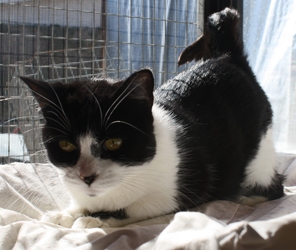 [picture of Dori, a Domestic Short Hair black/white cat]