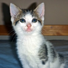 [picture of Ria, a Domestic Medium Hair calico tabby\ cat] 