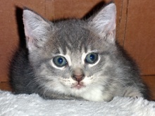 [picture of Millenia, a Domestic Medium Hair silver tabby/white\ cat] 