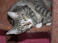 [another picture of Pasha, a Domestic Short Hair brown tabby/white\ cat] 