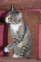 [picture of Pasha, a Domestic Short Hair brown tabby/white cat]