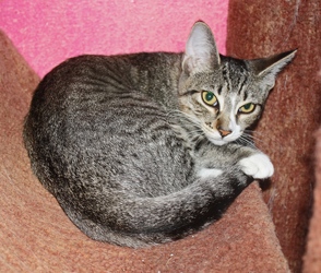 [picture of Pasha, a Domestic Short Hair brown tabby/white cat]