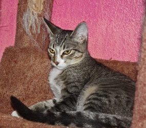 [picture of Pasha, a Domestic Short Hair brown tabby/white cat]