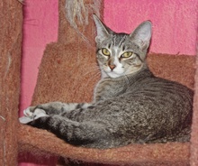 [picture of Pasha, a Domestic Short Hair brown tabby/white\ cat] 